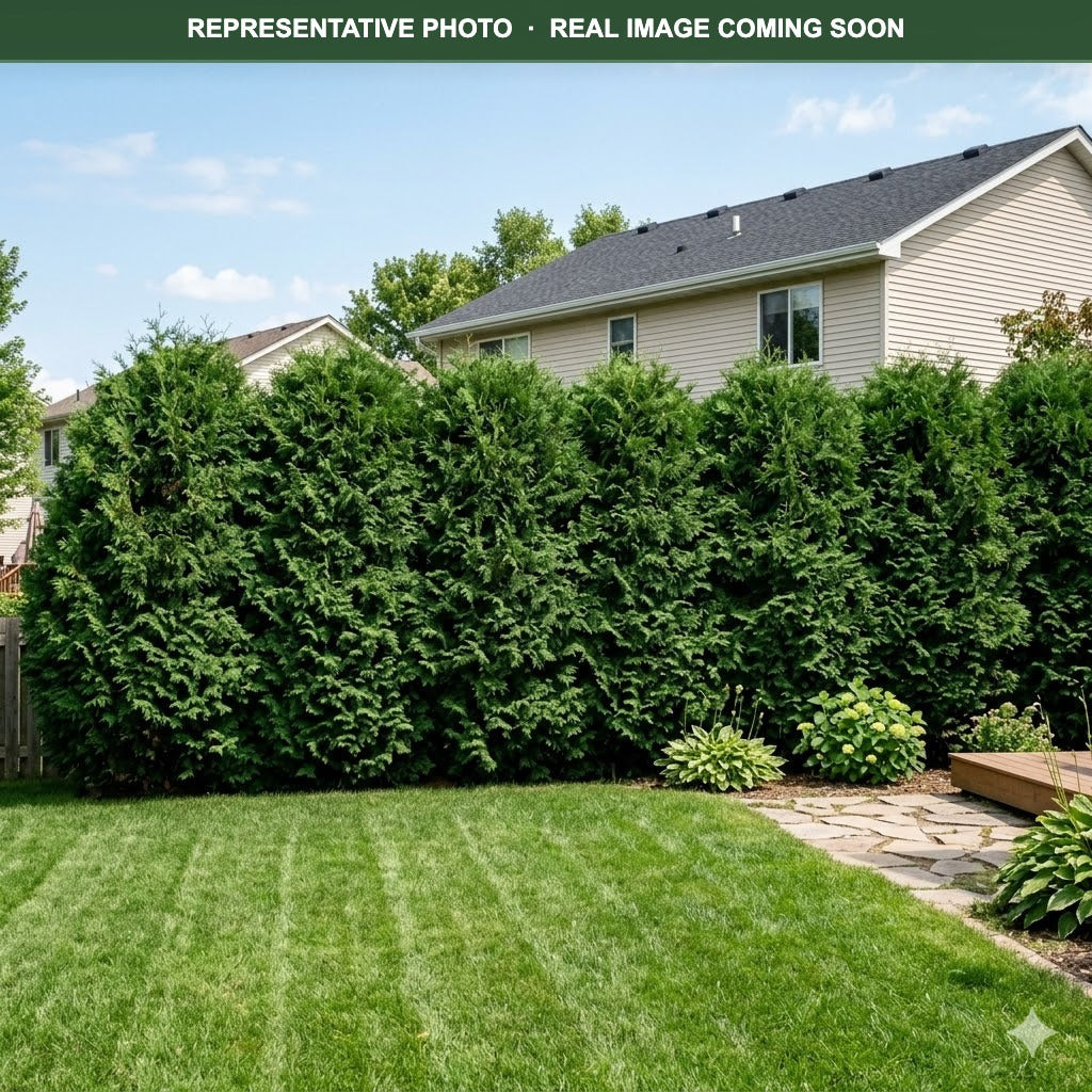 Techny Arborvitae (Thuja occidentalis) — Lakeville, MN