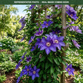 The President Clematis (Clematis) — Lakeville, MN
