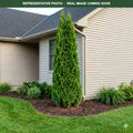 Thin Man Arborvitae (Thuja occidentalis) — Maplewood, MN