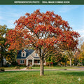 Thornless Cockspur Hawthorn (Crataegus crus-galli) — Wayzata, MN