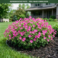 Tiny Monster Cranesbill (Geranium) — Minnetonka, MN