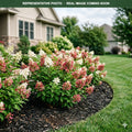 Tiny Quick Fire Hydrangea (Hydrangea paniculata) — Wayzata, MN