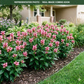 Tiny Tortuga Turtlehead (Chelone) — Woodbury, MN