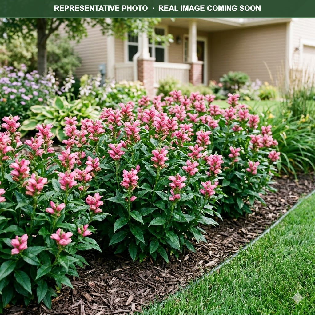 Tiny Tortuga Turtlehead (Chelone) — Woodbury, MN