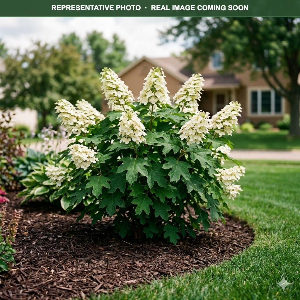 Toy Soldier Oakleaf Hydrangea (Hydrangea quercifolia) — Minneapolis, MN