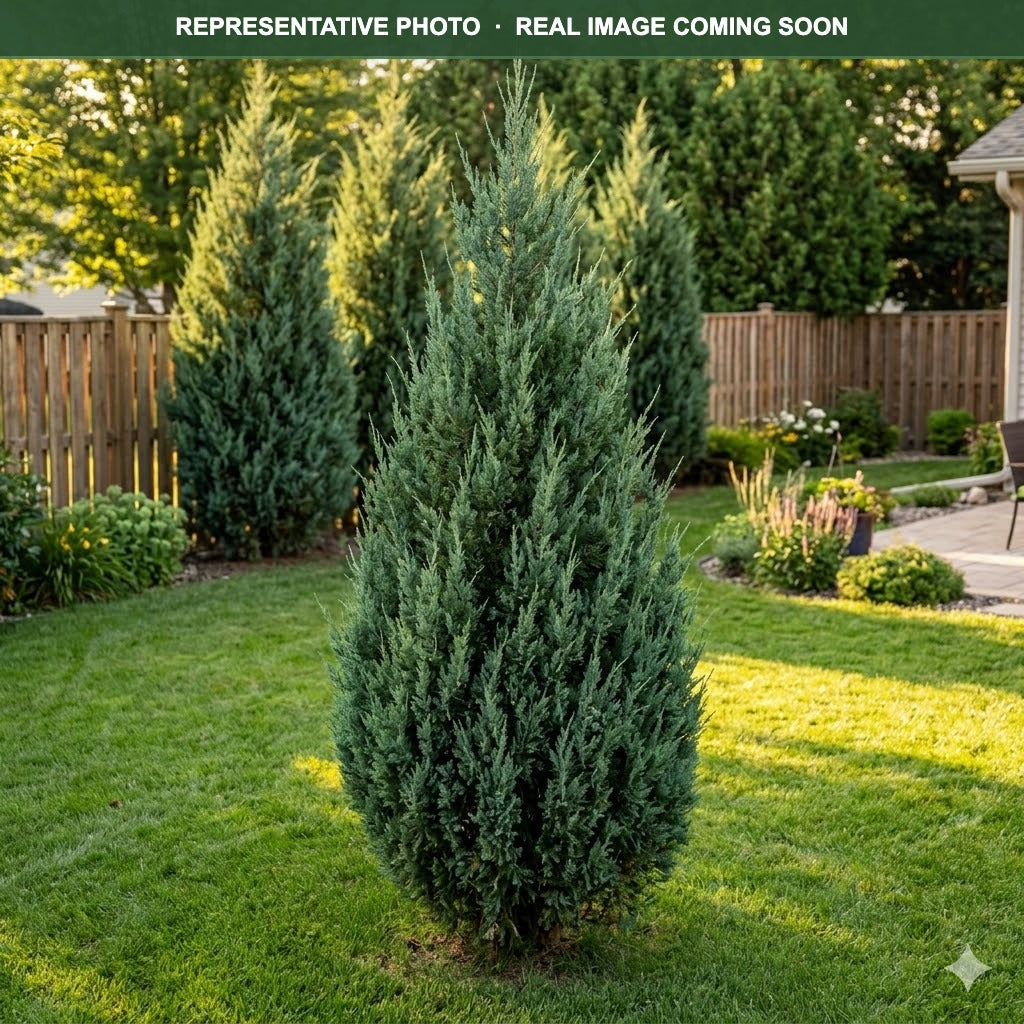Trautman Juniper (Juniperus scopulorum) — Chanhassen, MN