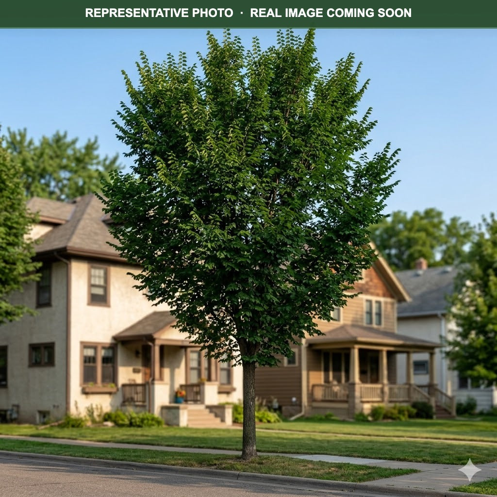 Triumph Elm (Ulmus) — Minneapolis, MN