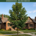 True North Kentucky Coffeetree (Gymnocladus dioicus) — St. Paul, MN
