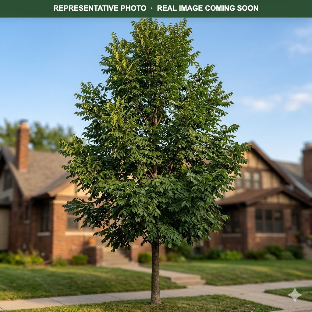 True North Kentucky Coffeetree (Gymnocladus dioicus) — St. Paul, MN