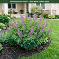 Twilite Prairieblues False Indigo (Baptisia) — Eden Prairie, MN