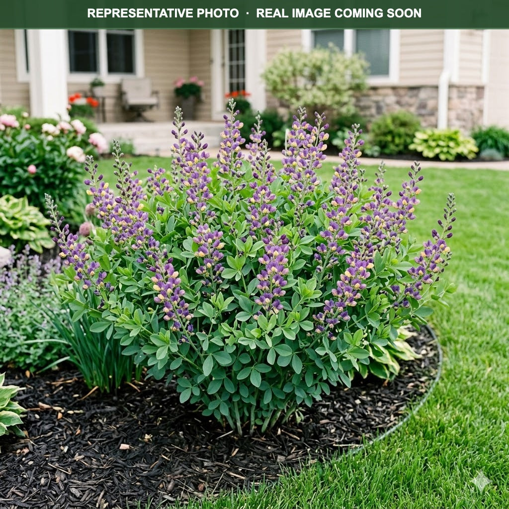 Twilite Prairieblues False Indigo (Baptisia) — Eden Prairie, MN