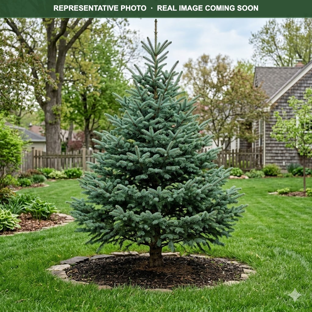 Tyler Blue Balsam Fir (Abies balsamea) — Edina, MN