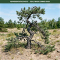 Uncle Fogy Jack Pine (Pinus banksiana) — Minnetonka, MN