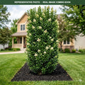 Upright Privet (Ligustrum) — St. Paul, MN