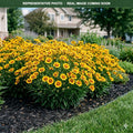 Uptick Gold and Bronze Coreopsis (Coreopsis) — Plymouth, MN