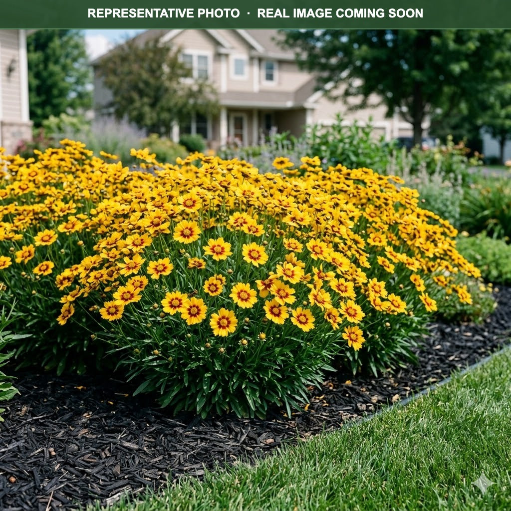 Uptick Gold and Bronze Coreopsis (Coreopsis) — Plymouth, MN