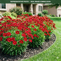 Uptick Red Coreopsis (Coreopsis) — Maple Grove, MN