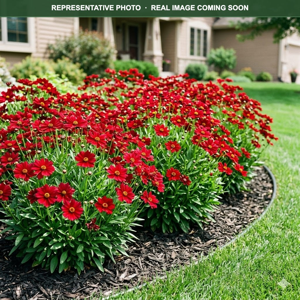 Uptick Red Coreopsis (Coreopsis) — Maple Grove, MN