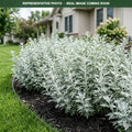 Valerie Finnis Artemisia (Artemisia ludoviciana) — Burnsville, MN