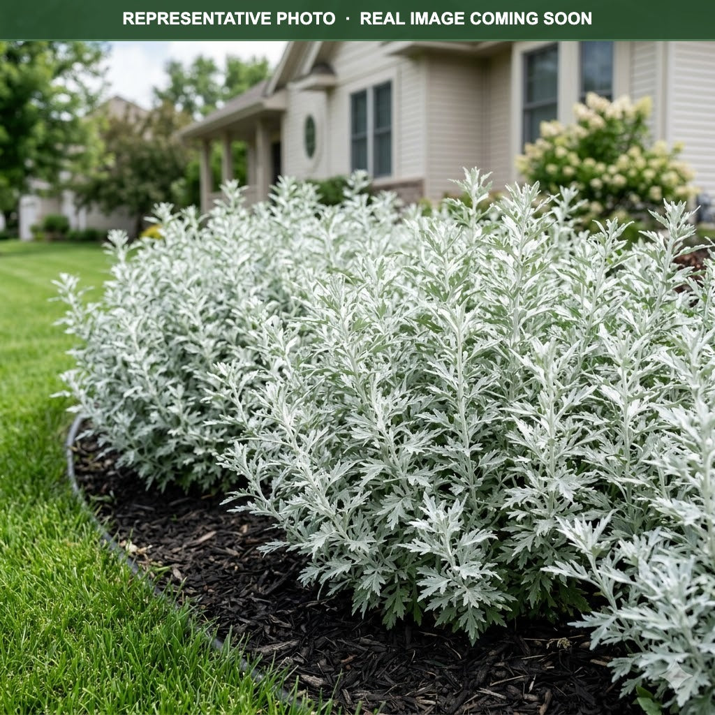 Valerie Finnis Artemisia (Artemisia ludoviciana) — Burnsville, MN