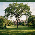 Valley Forge Elm (Ulmus americana) — Woodbury, MN