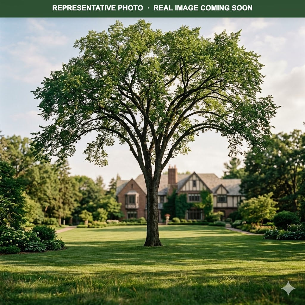 Valley Forge Elm (Ulmus americana) — Woodbury, MN