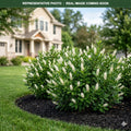 Vanilla Spice Summersweet (Clethra alnifolia) — Edina, MN