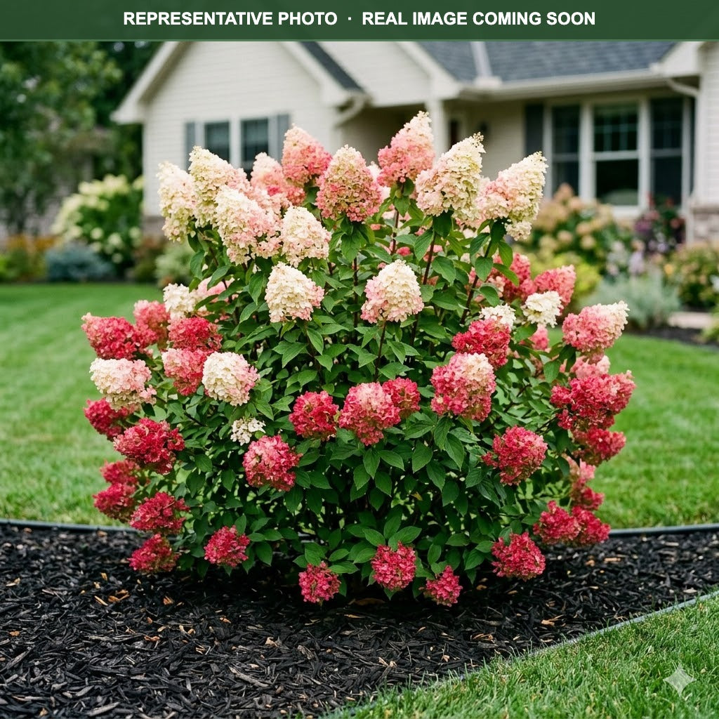 Vanilla Strawberry Hydrangea (Hydrangea paniculata) — Minnetonka, MN