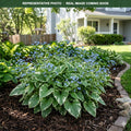 Variegata Brunnera (Brunnera macrophylla) — Lakeville, MN