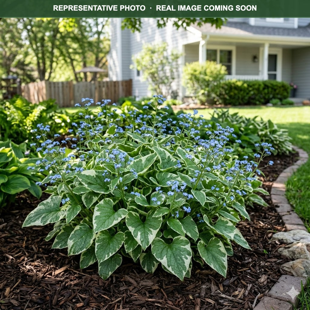 Variegata Brunnera (Brunnera macrophylla) — Lakeville, MN