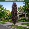Velvet Pillar Crabapple (Malus) — Plymouth, MN