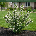Viking Aronia (Aronia melanocarpa) — Woodbury, MN