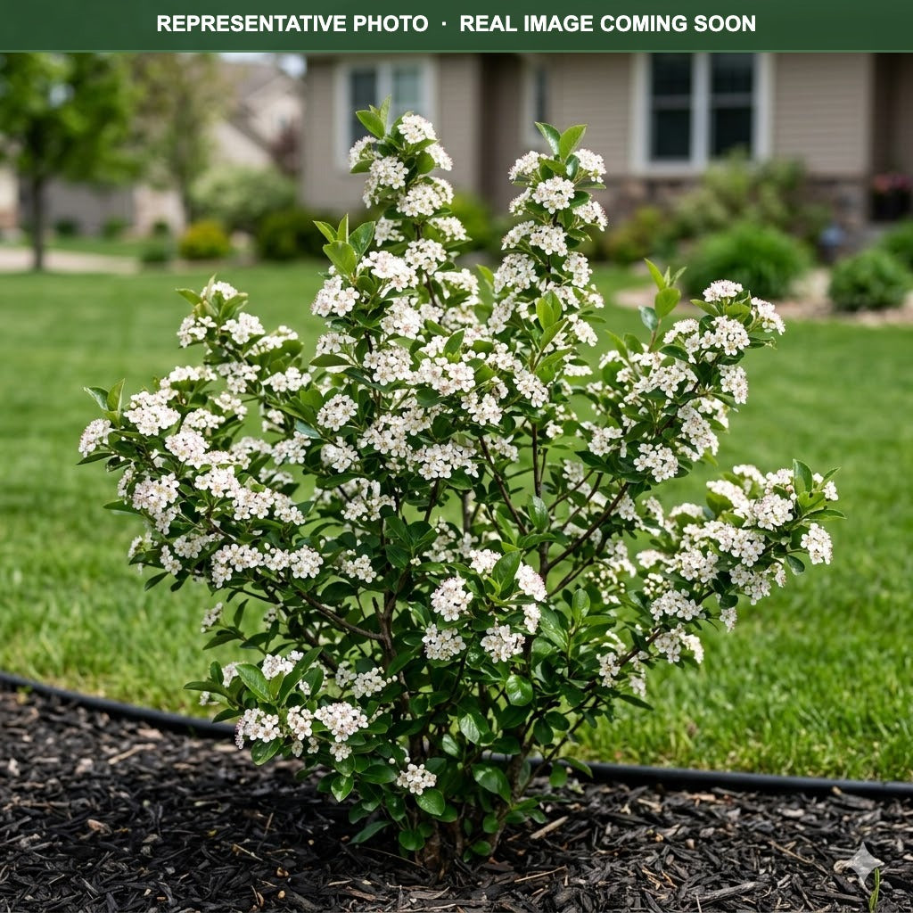 Viking Aronia (Aronia melanocarpa) — Woodbury, MN