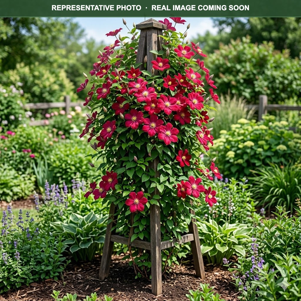 Ville de Lyon Clematis (Clematis) — Maplewood, MN