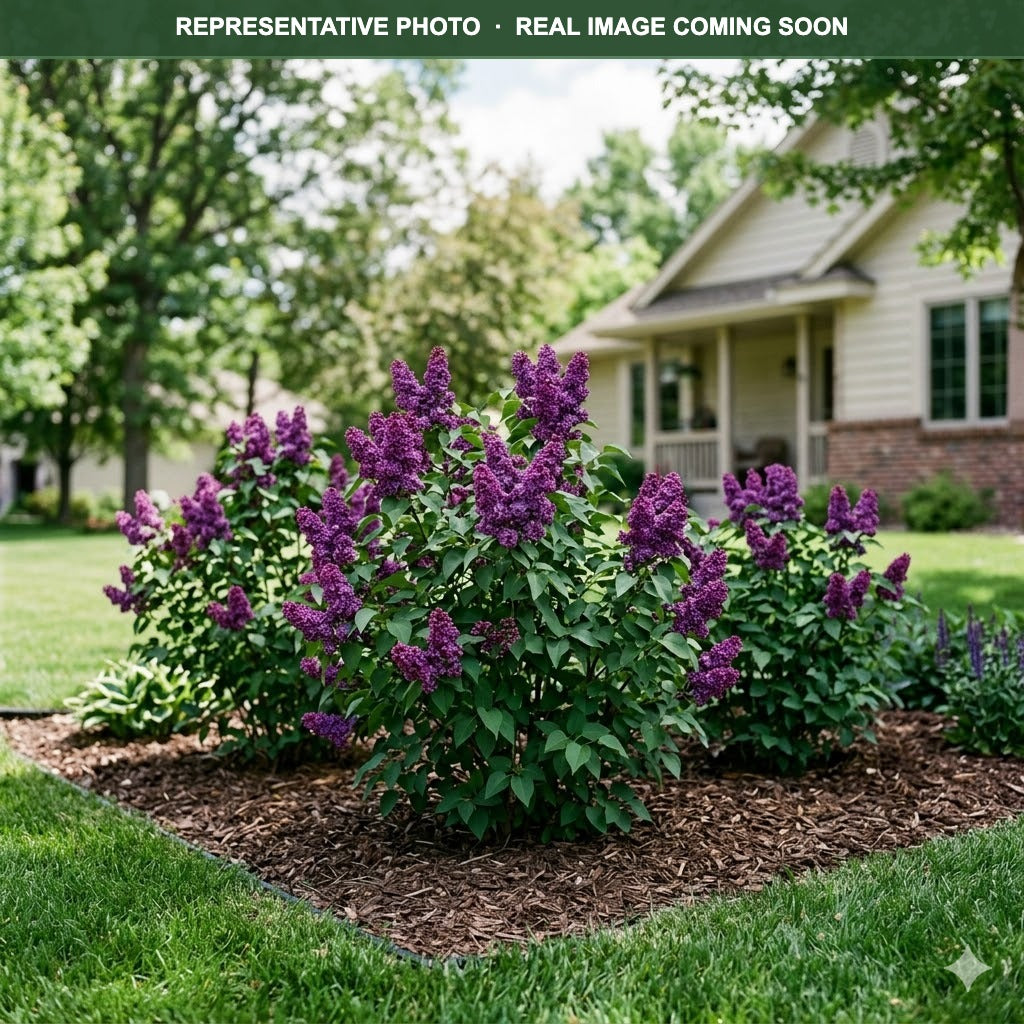 Virtual Violet Lilac (Syringa) — Eden Prairie, MN