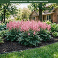 Vision in Pink Astilbe (Astilbe) — Maplewood, MN