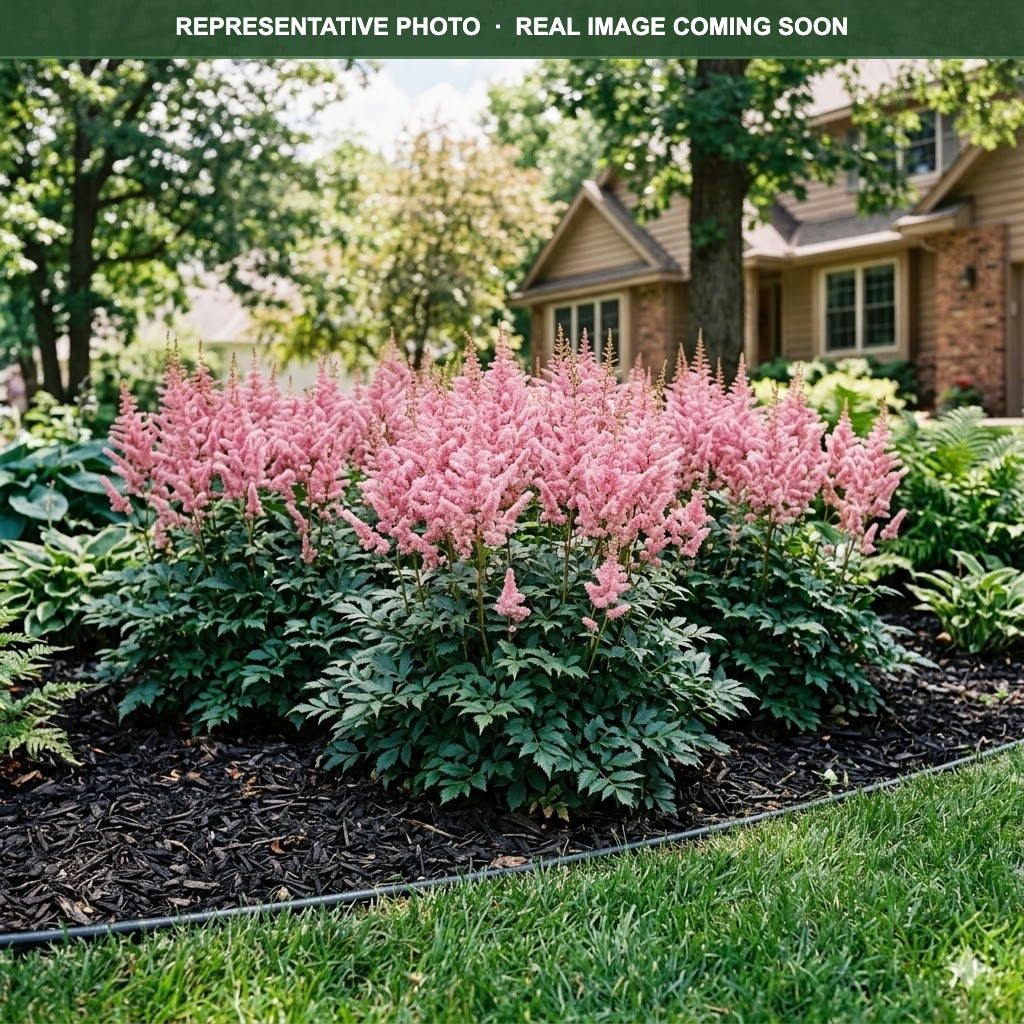 Vision in Pink Astilbe (Astilbe) — Maplewood, MN