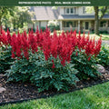 Vision in Red Astilbe (Astilbe) — Wayzata, MN