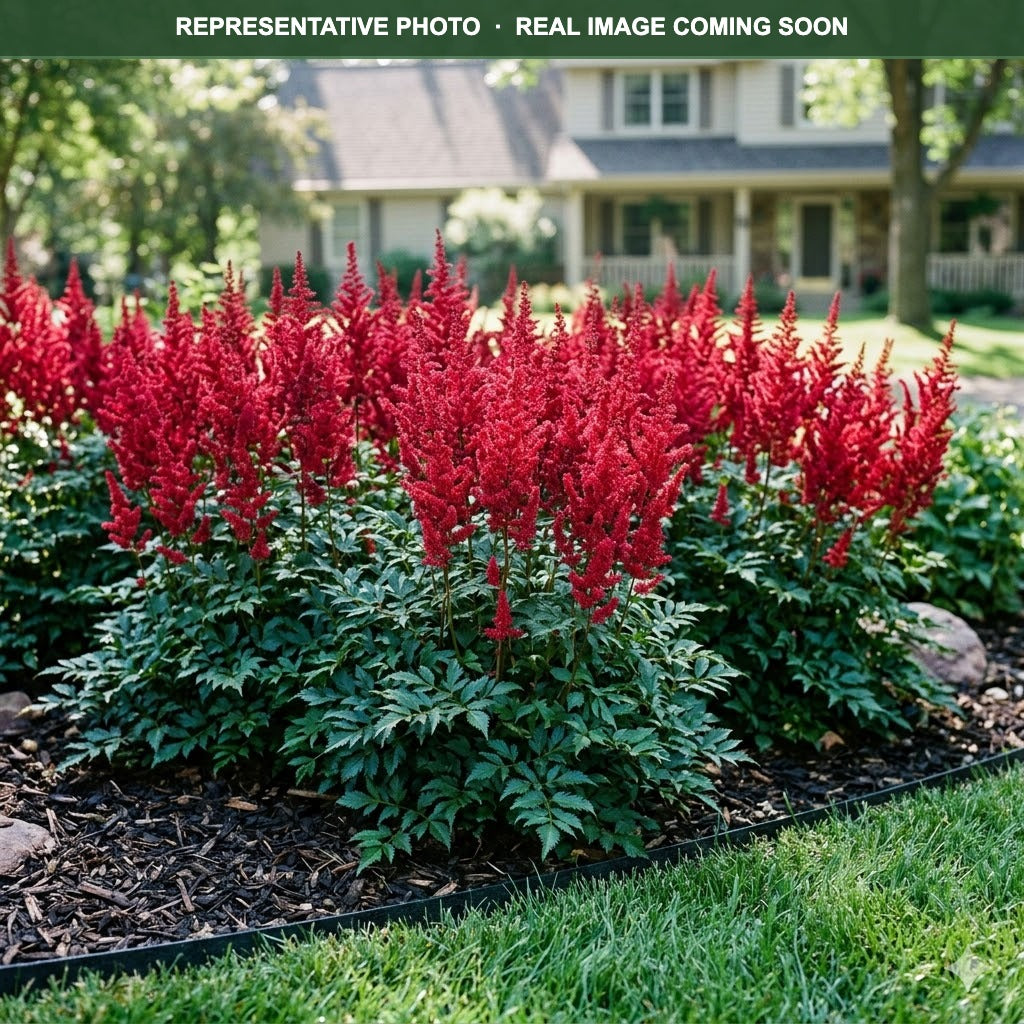 Vision in Red Astilbe (Astilbe) — Wayzata, MN