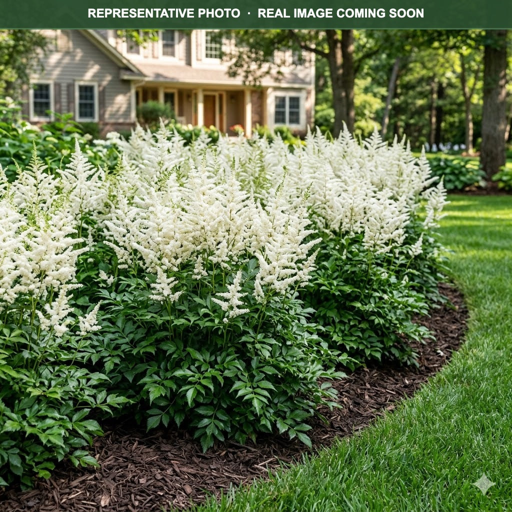 Vision in White Astilbe (Astilbe) — Chanhassen, MN