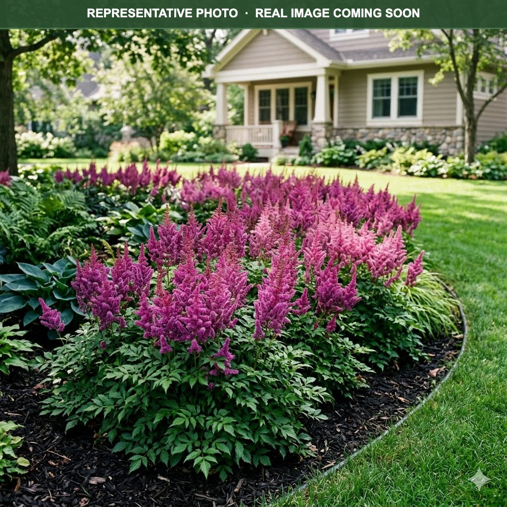 Visions Astilbe (Astilbe) — Minneapolis, MN