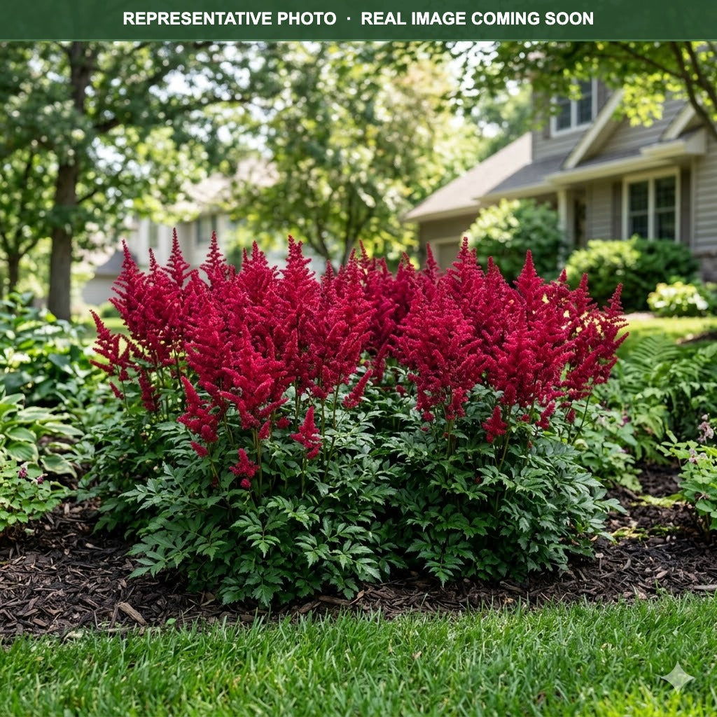 Visions Volcano Astilbe (Astilbe) — St. Paul, MN