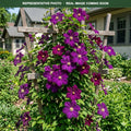 Warsaw Nike Clematis (Clematis) — Wayzata, MN