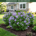 Wedgewood Blue Lilac (Syringa vulgaris) — Plymouth, MN