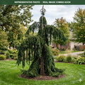 Weeping Norway Spruce (Picea abies) — Maple Grove, MN