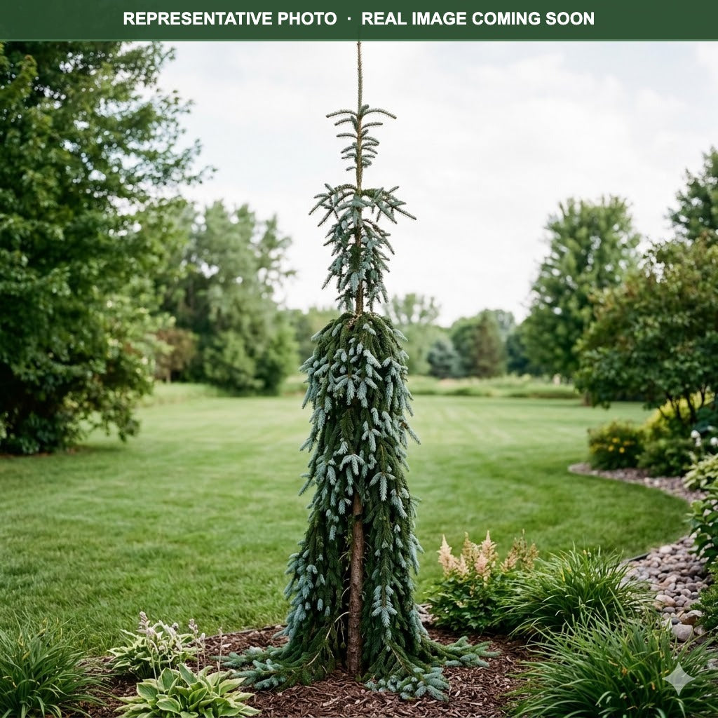 Weeping Serbian Spruce (Picea omorika) — Bloomington, MN