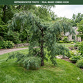 Weeping White Pine (Pinus strobus) — Shoreview, MN