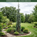 Weeping White Spruce (Picea glauca) — Burnsville, MN