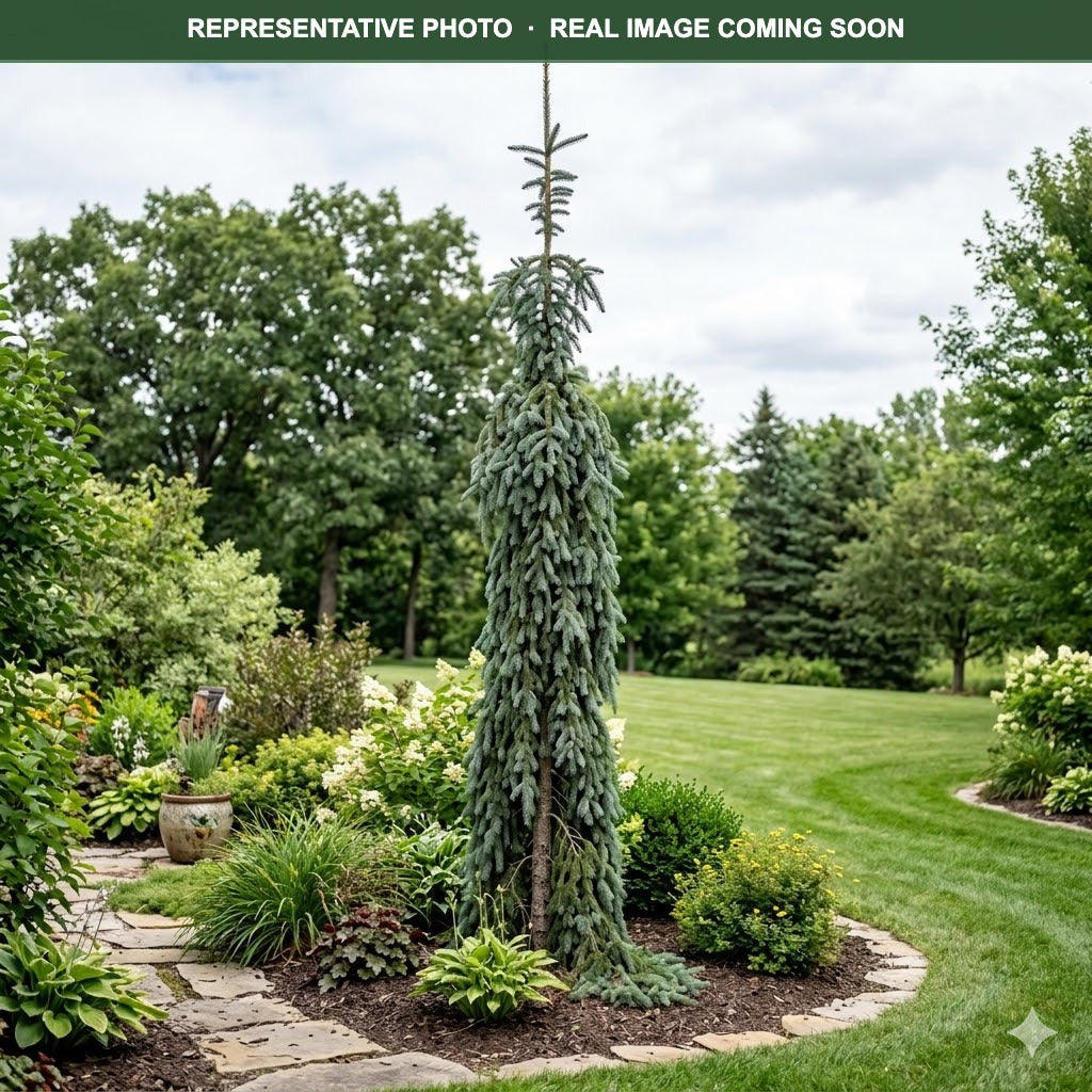 Weeping White Spruce (Picea glauca) — Burnsville, MN
