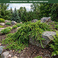 Wells Emerald Creeper Norway Spruce (Picea abies) — Maple Grove, MN